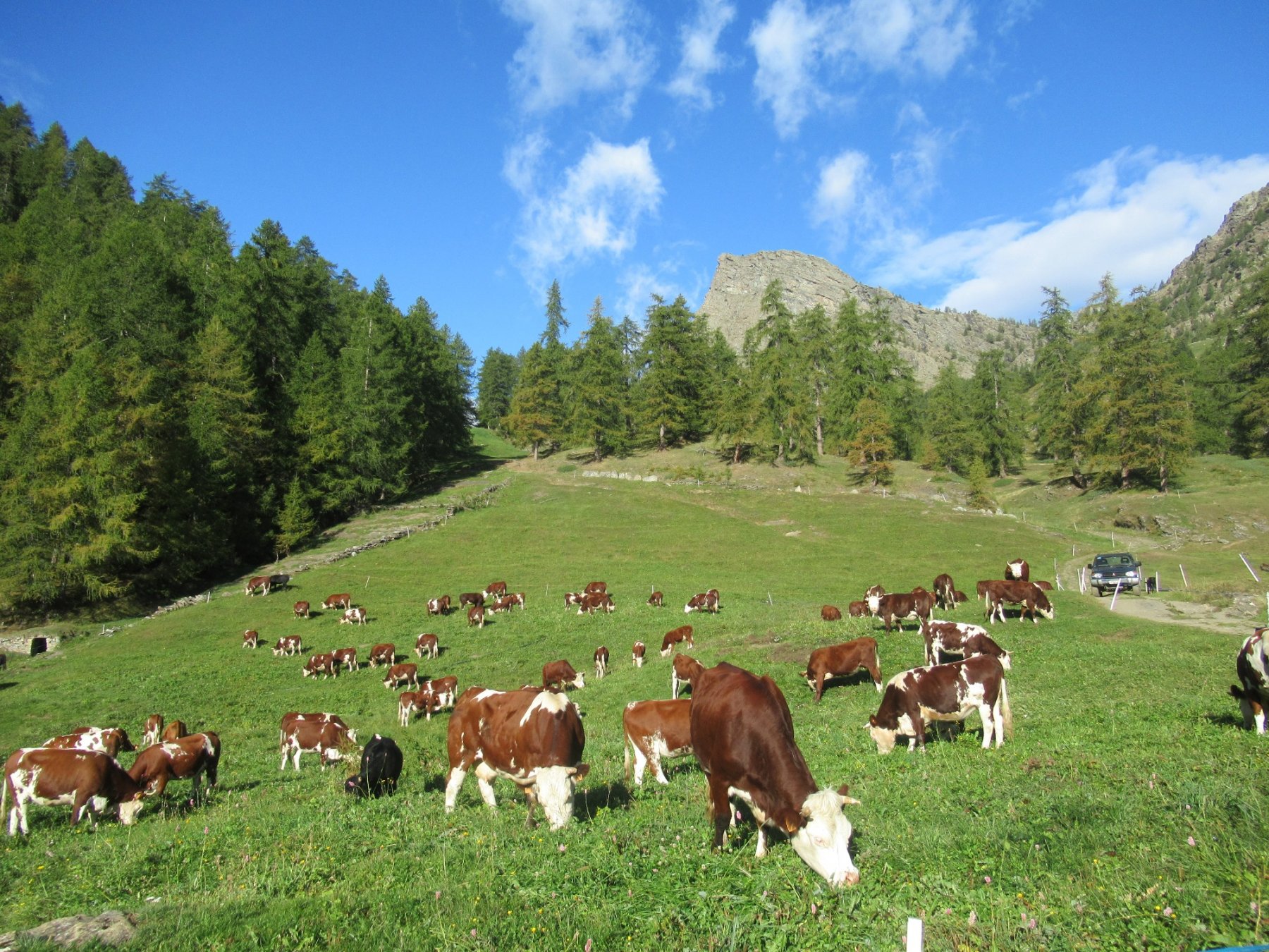 mucche al pascolo e il Bec Raty