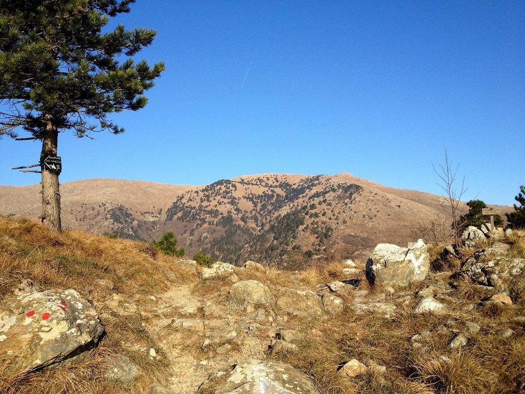 Dal pino le pendici di Vaccaria e Reixa, dal passo Gavetta 