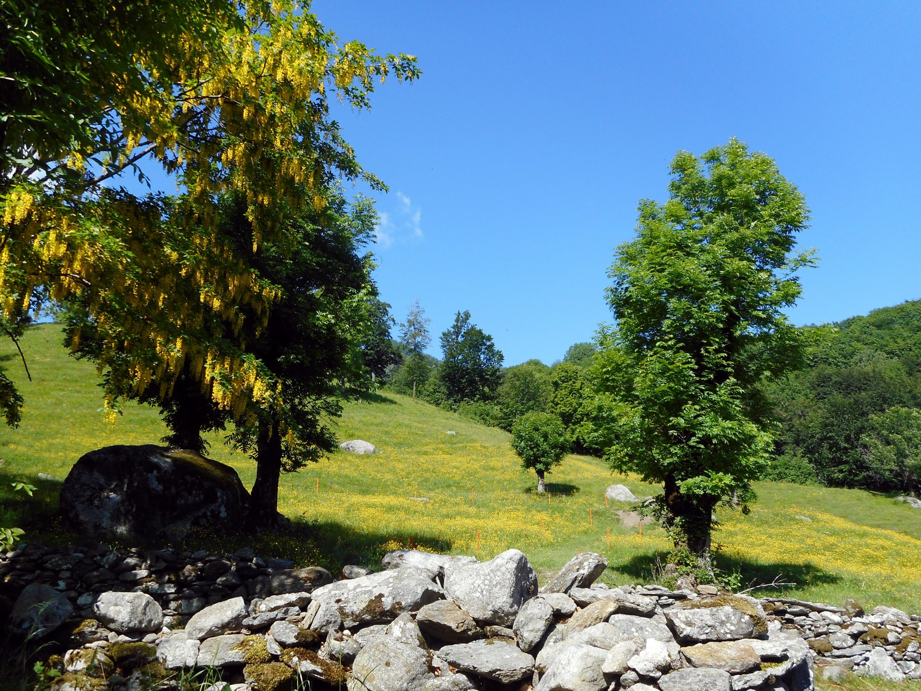 prati colorati vicino alla Certosa di Monte Benedetto