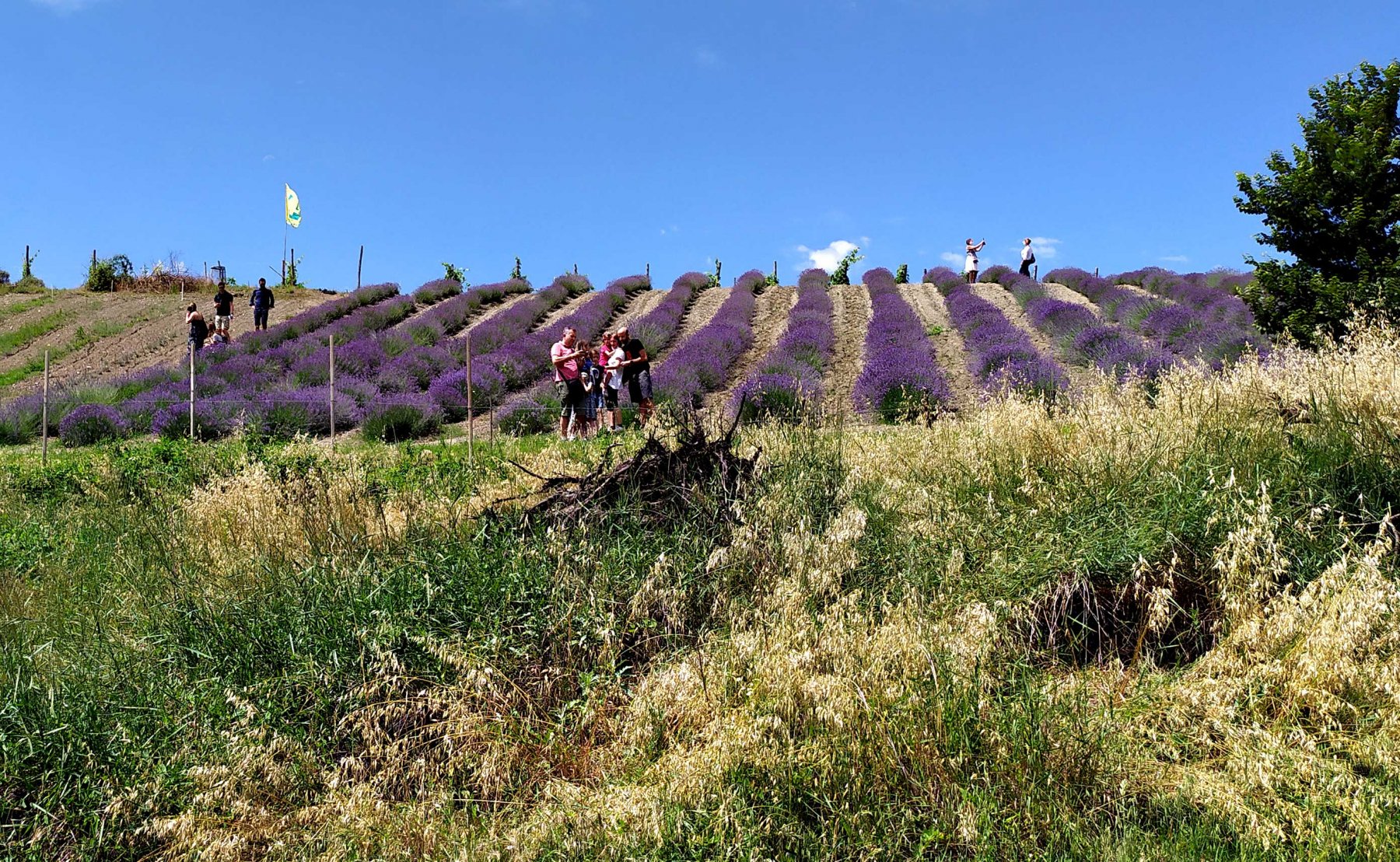 Campi di lavanda