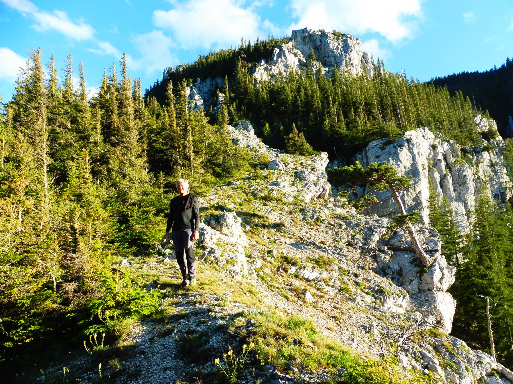 dolomie e pini austriaci