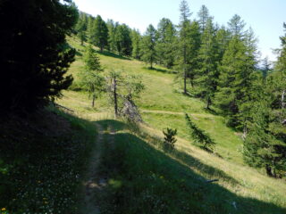 si entra nel bosco