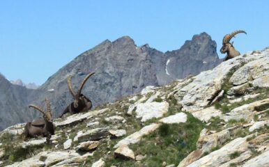 Un gruppo di stambecchi; sullo sfondo Pelvo di Ciabrera e Pelvat.