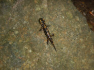 Salamandra