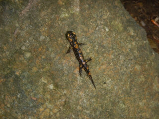 Salamandra