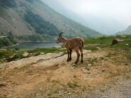 Stambecco al Lago della Rovina