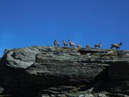 Stanbecchi ci aspettano al passo Zube