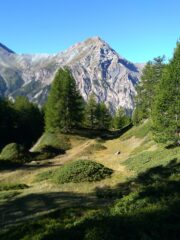 salendo nel bosco