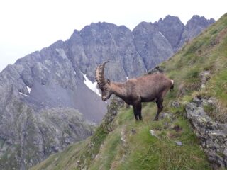 Stambecco alla Bocchetta del Polledrino, sullo sfondo Redorta - Fetta di Polenta - Torrione Curò - Punta Scais.