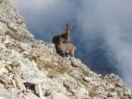 Stambecchi curiosi sul Chersogno