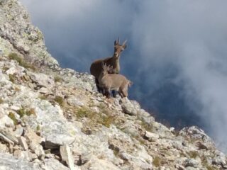Stambecchi curiosi sul Chersogno