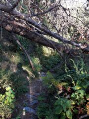Alberi sul sentiero.. qui è meglio scendere dalla sella