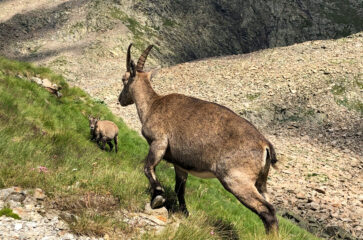 Stambecco al Passo del Chiapous