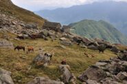 Alpe Caneto
