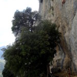 Luca chiude il 7c dietro al grande albero