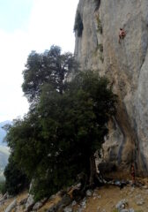 Luca chiude il 7c dietro al grande albero