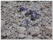 incredibile firoitura in mezzo ai sassi