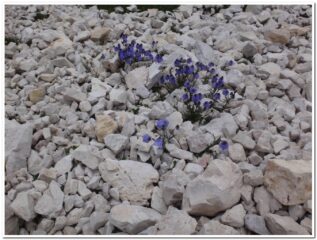 incredibile firoitura in mezzo ai sassi