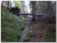 Il bosco ha ancora qualche albero abbattuto