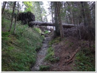 Il bosco ha ancora qualche albero abbattuto