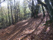 Nella faggeta verso il Monte Friciallo