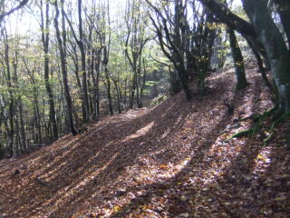 Nella faggeta verso il Monte Friciallo