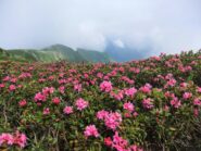 Rododendri