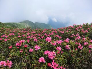 Rododendri