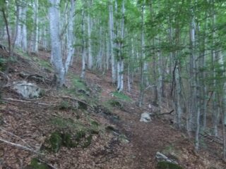 Salita nella buia faggeta mattutina