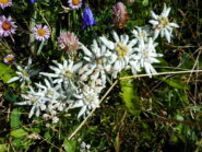 stelle alpine abbondanti vicino alle cime