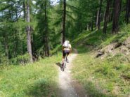 il lungo single track nel bosco
