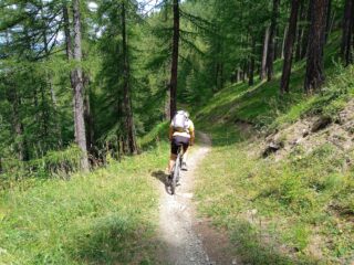 il lungo single track nel bosco