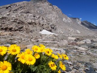 fioritura a oltre 3000 m