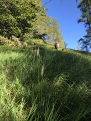 erba alta sopra l'alpe Cortevecchia in direzione della prima piodata