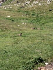 Le marmotte 