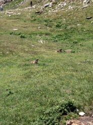 Le marmotte 