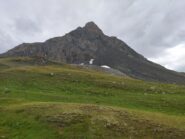 Ouille du Midi