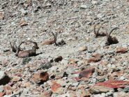 stambecchi al ritorno nel tratto fuori sentiero