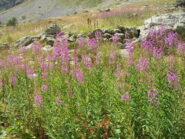 Fioritura di Epilobio lungo il sentiero