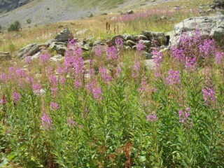 Fioritura di Epilobio lungo il sentiero