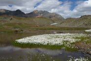 Fantastica fioritura di eriofori