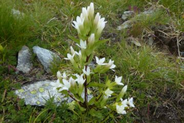 Bellissima fioritura di genziane