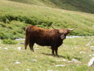 mucca highlander