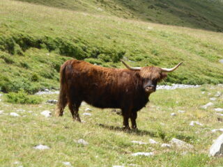 mucca highlander