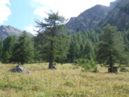 i due larici isolati all'imbocco del sentiero e l'ometto di pietra