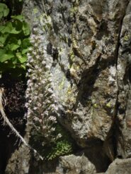 sassifraga fiorita (anche se già un po' sfiorita...)