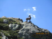 Padrone di casa