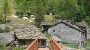 Boschiettiera