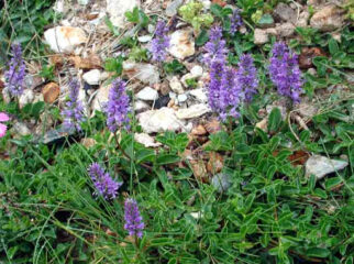 thè di montagna (veronica allionii) per la tisana; foto rubata chiedo perdono al web