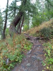 salendo nel bosco